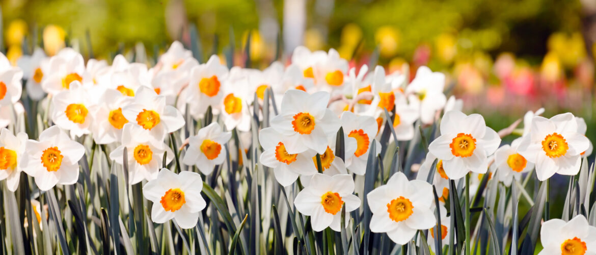 Spring flowers for a thank you teachers appreciation message