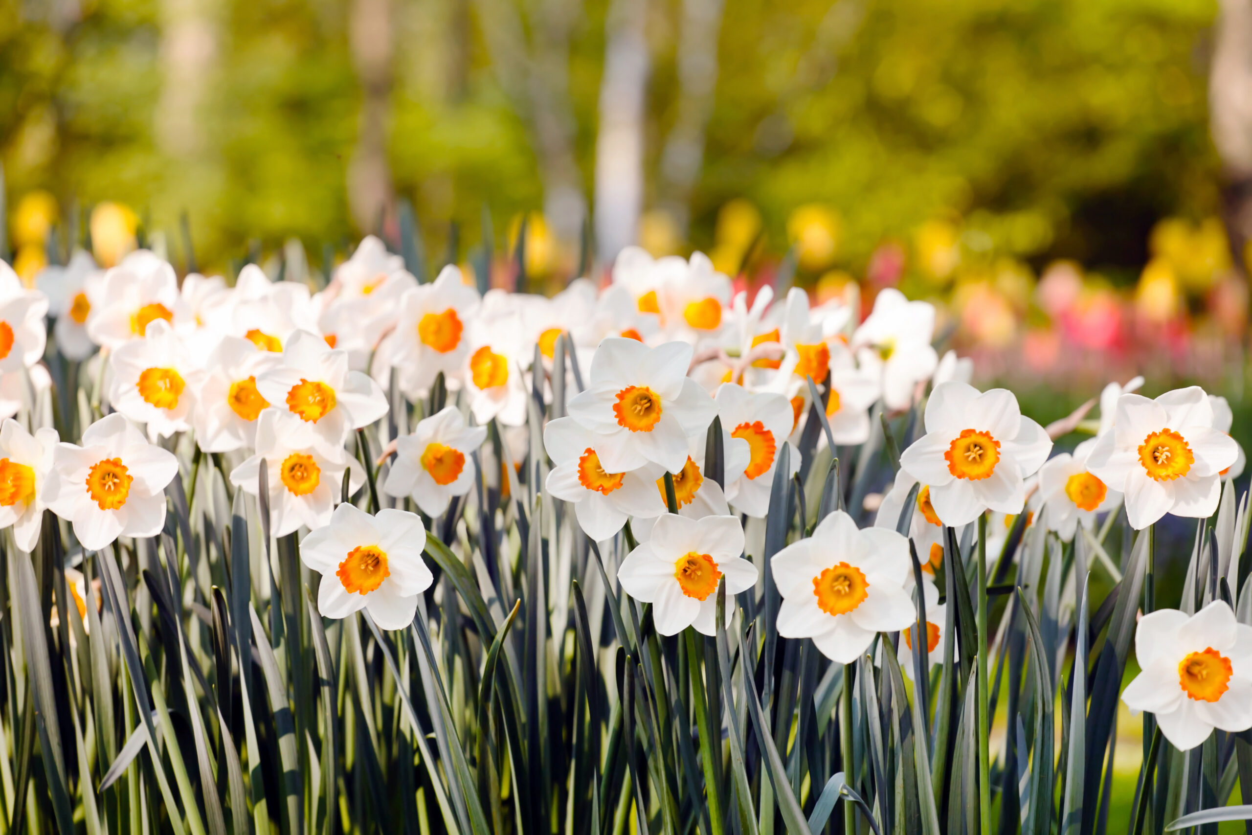 Spring flowers for a thank you teachers appreciation message