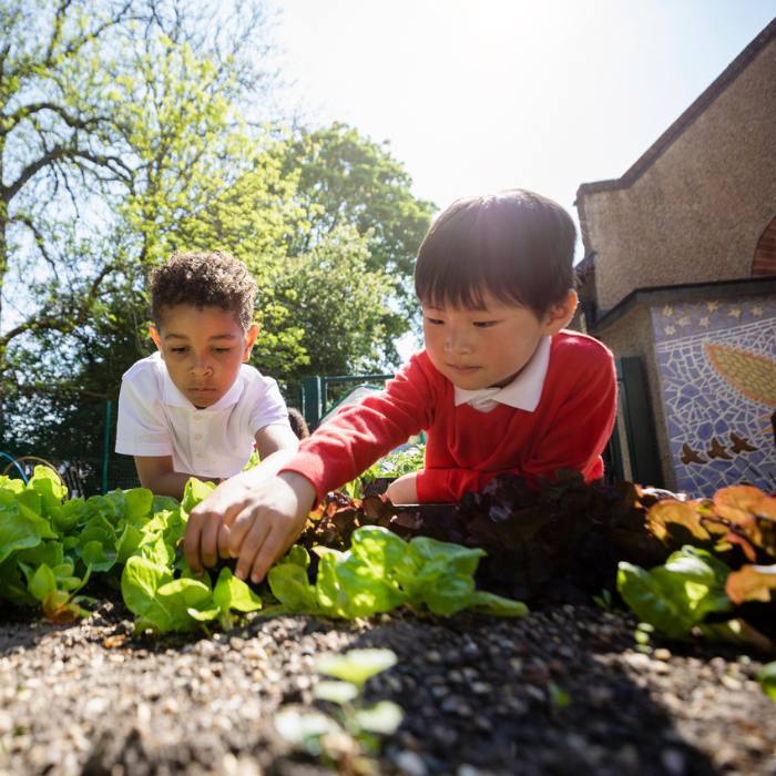 Mindfulness in education strategies at work in a classroom garden.